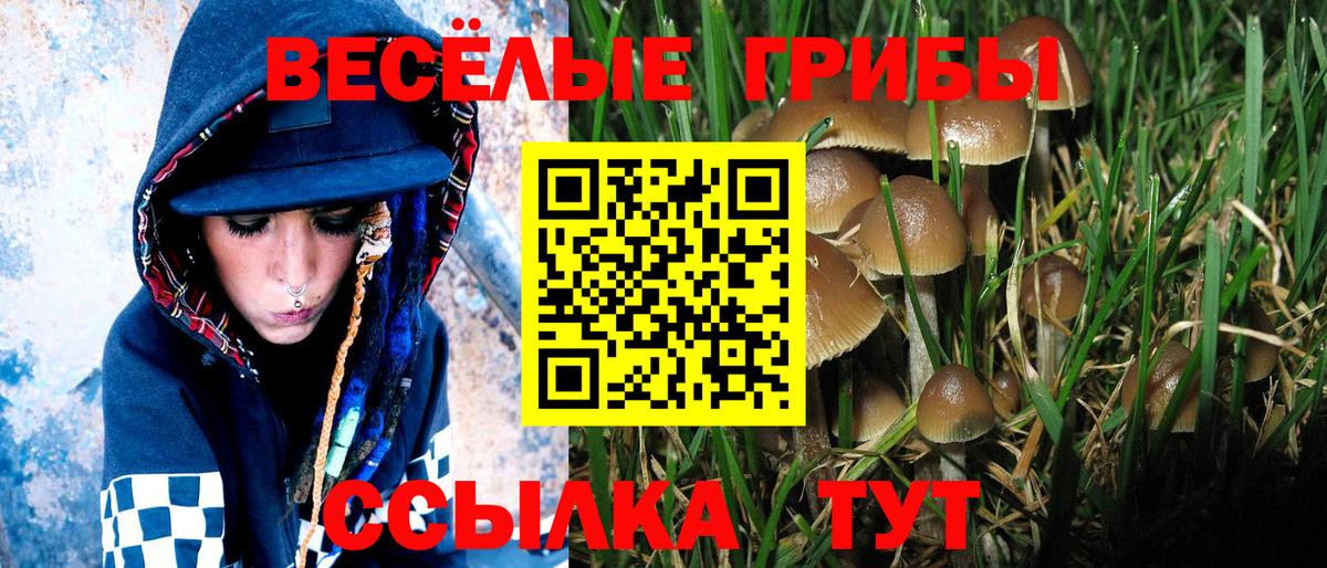 Касимов  Галлюциногенные грибы прущие грибы  Вход с VPN  Галлюциногенные грибы Psilocybe 